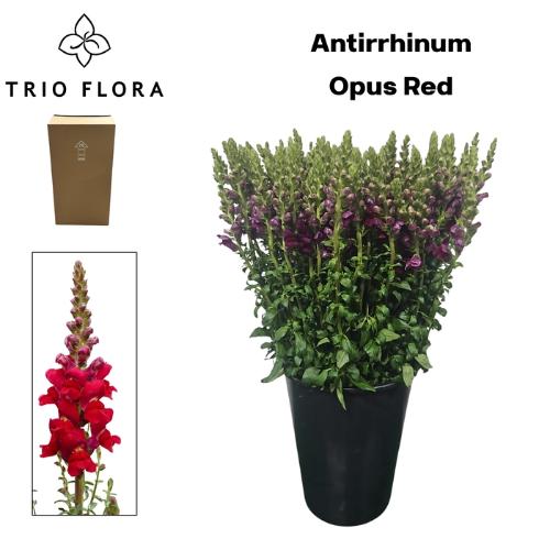Antirrhinum majus 'Opus Red'