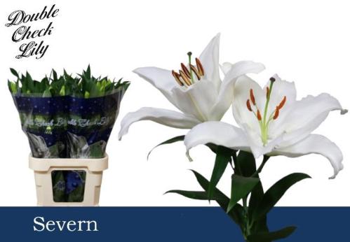 Lilium Oriental Grp 'Severn'