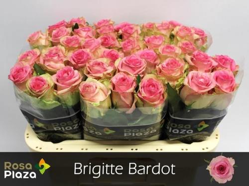 Rosa grootbloemig Brigitte Bardot