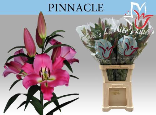 Lilium OT-hybrids Grp 'Pinnacle'