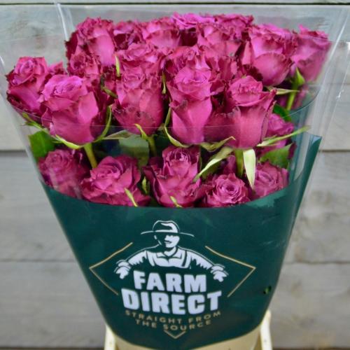 Rosa grootbloemig Blueberry