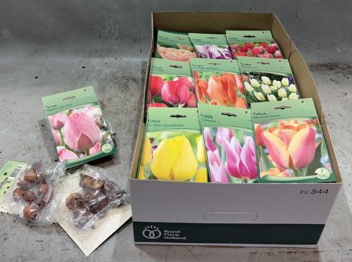Tulipa (bol)