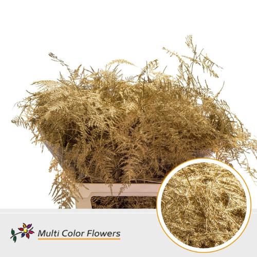 Asparagus overig kleurbehandeld H%