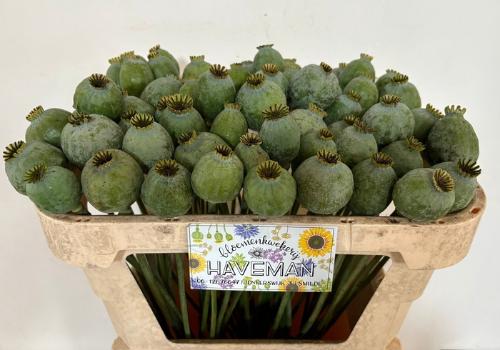 Papaver somniferum (zaaddozen)