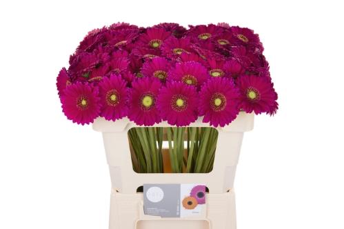 Gerbera mini Vivian