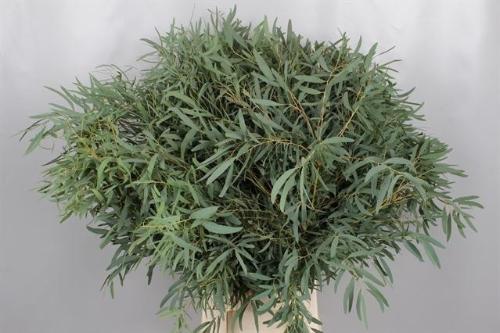 Eucalyptus nicholii