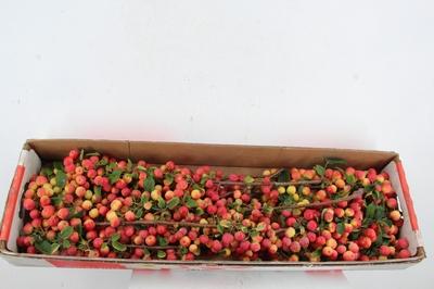 Siervruchten per tak Malus 'Red Sentinel'