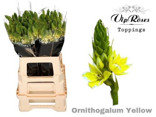 Ornithogalum saundersiae kleurbehandeld H%