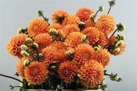 Dahlia 'Sylvia'