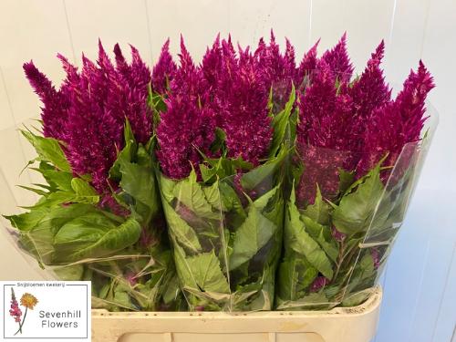Celosia argentea (Plumosa Grp) Sunday Purple