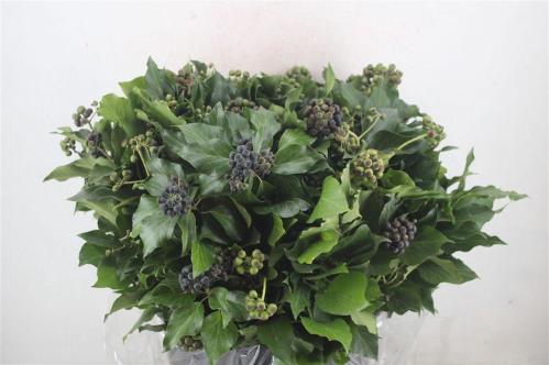 Hedera overig met bes