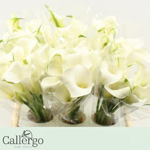 Zantedeschia 'White Present'