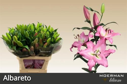 Lilium (OT-hybrids Grp) 'Albareto'