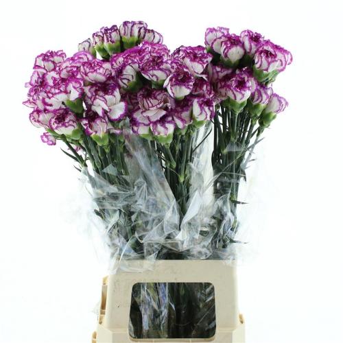 Dianthus standaard 'Kino'