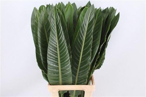 Strelitzia reginae (blad)