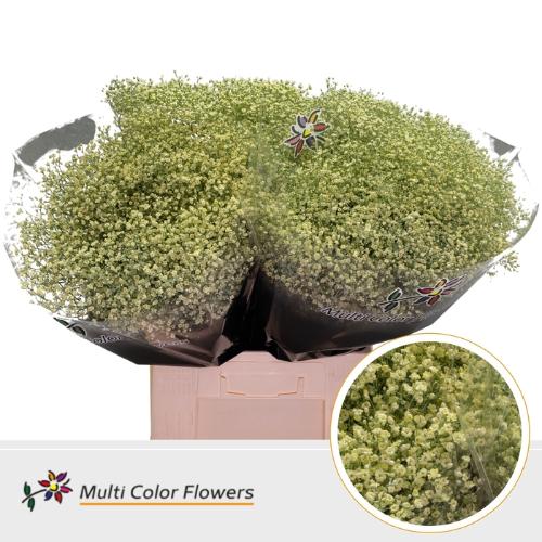 Gypsophila overig kleurbehandeld H%