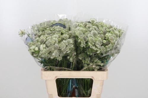 Astrantia major Billion Stars XL