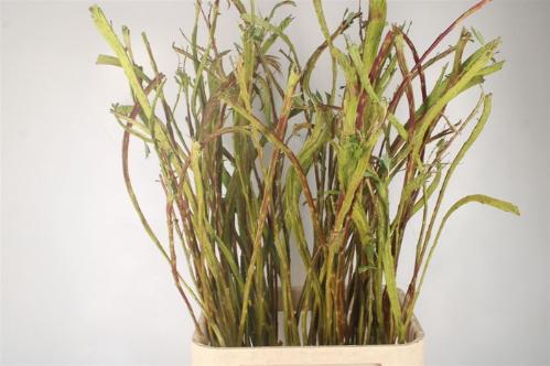 Salix udensis 'Sekka'