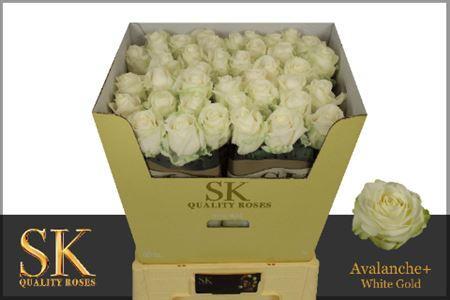 Rosa grootbloemig Avalanche+