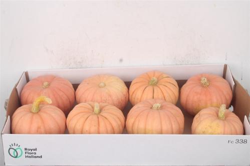 Cucurbita