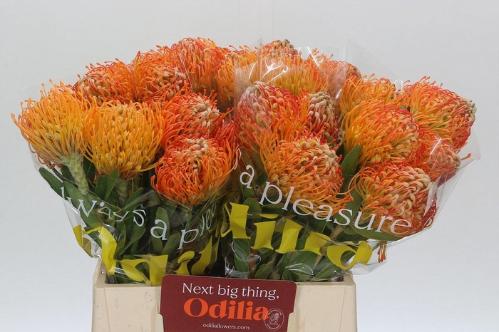 Leucospermum 'Jelena'