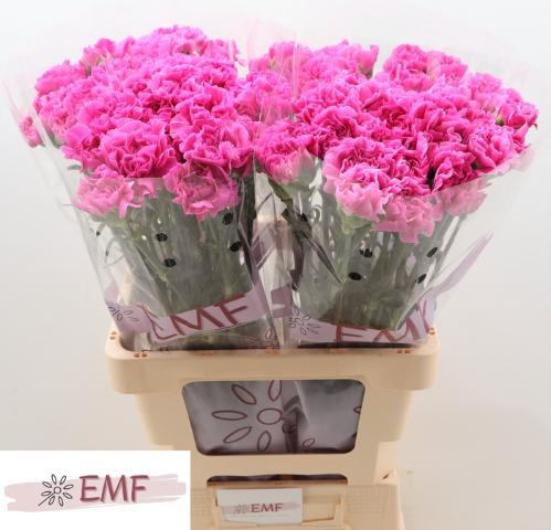 Dianthus standaard 'Farida'