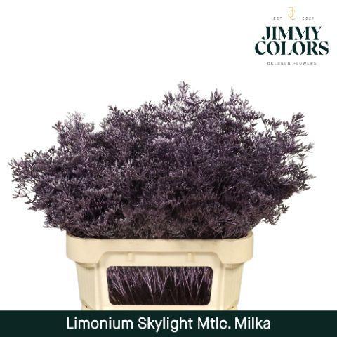 Limonium overig kleurbehandeld H%