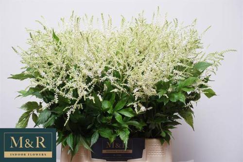 Astilbe Japonica Grp 'Whasingthon'