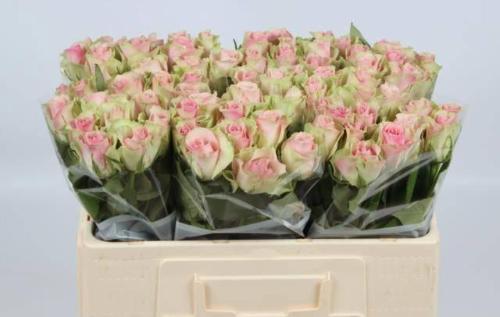 Rosa grootbloemig Belle Rose