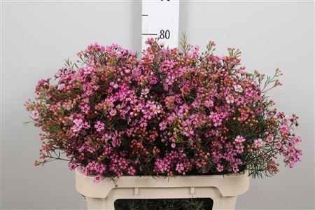 Chamelaucium uncinatum 'Jupiter'