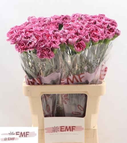 Dianthus standaard Hypnosis