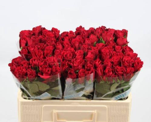 Rosa grootbloemig Upper Class