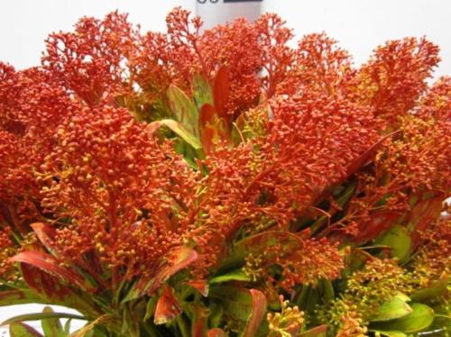 Skimmia per bos overig kleurbehandeld H%