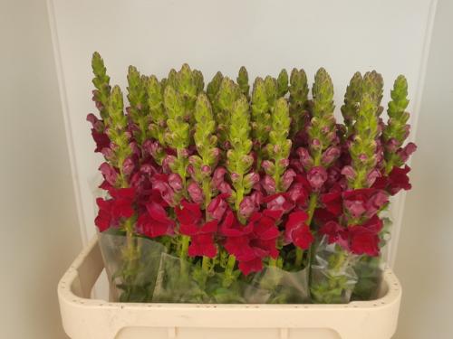 Antirrhinum majus 'Potomac Red'