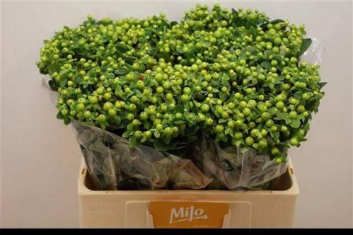 Hypericum inodorum Magical Green Power