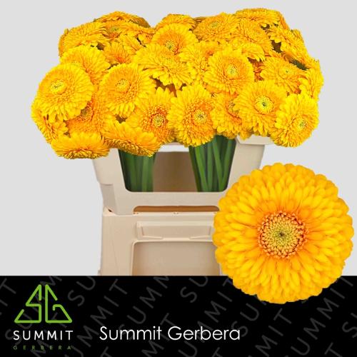 Gerbera mini bolvormig Pomponi Honeydew