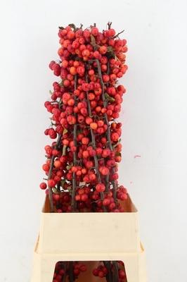 Siervruchten per tak Malus 'Red Sentinel'