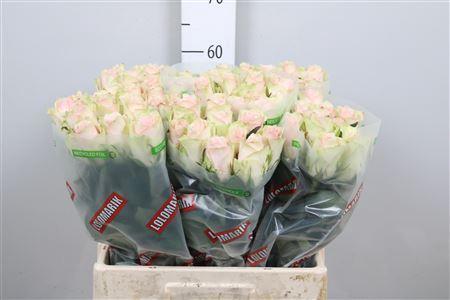 Rosa grootbloemig Pink Athena