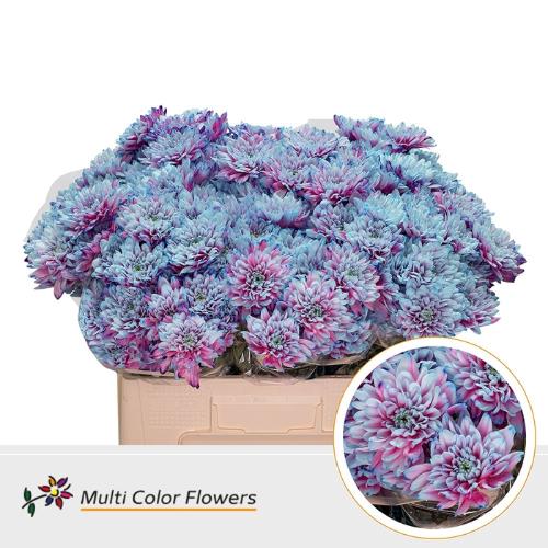Chrysanthemum Indicum Grp tros kas kleurbehandeld H%