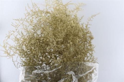 Asparagus overig kleurbehandeld H%