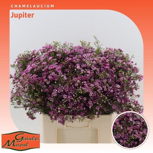 Chamelaucium uncinatum 'Jupiter'