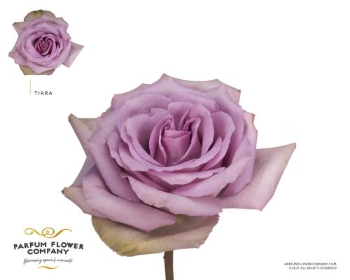 Rosa grootbloemig Tiara
