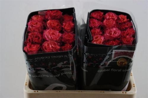 Rosa grootbloemig overig