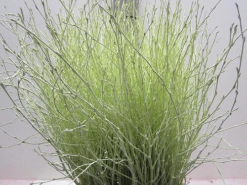 Betula kleurbehandeld H%