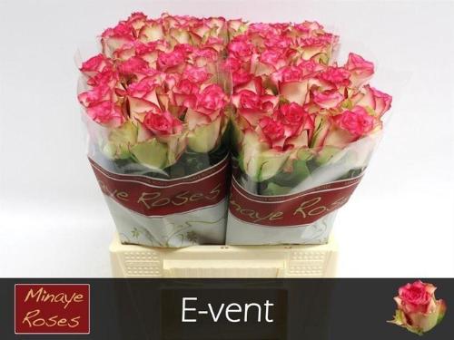 Rosa grootbloemig E-Vent