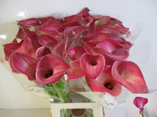 Zantedeschia 'Denver'