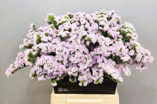 Limonium sinuatum Sera Sun Birds