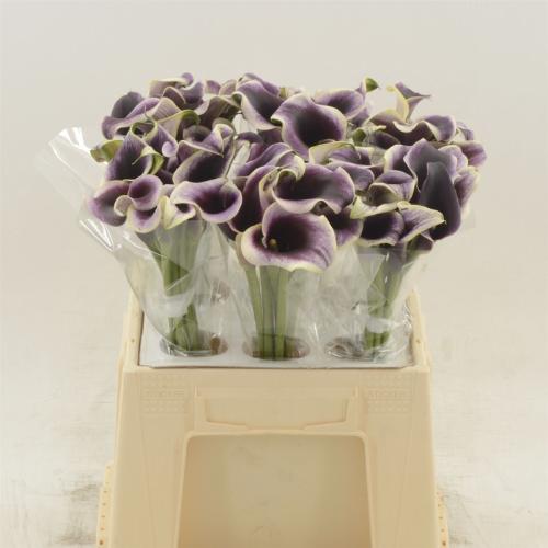 Zantedeschia Dubai Nights