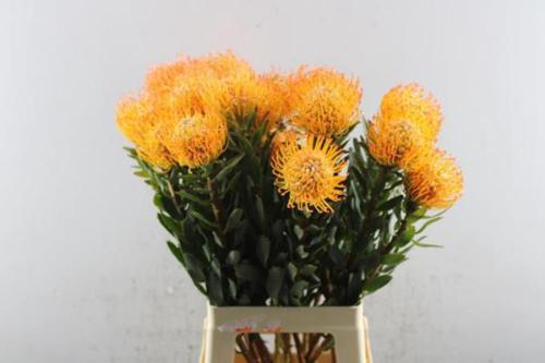 Leucospermum Ayoba Sun