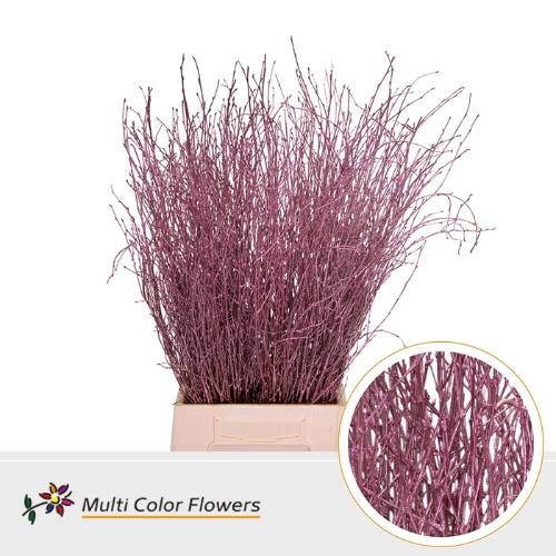 Betula kleurbehandeld H%